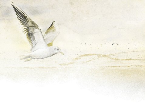 Condoleancekaart vogel strand abstract 2