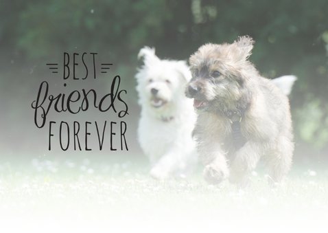 Dieren honden vriendschap 2