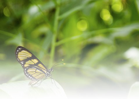 Dieren Vlinder Gefeliciteerd 2