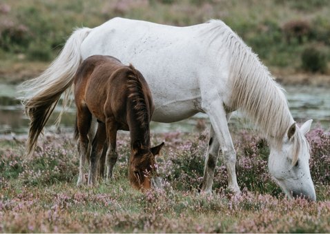 Dierenkaart met 2 foto's 2
