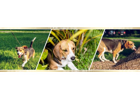 Dierenkaart met 3 foto's 2