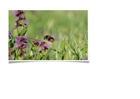 Dierenkaart sterkte met prachtige paarse bloemen mooie bij 2