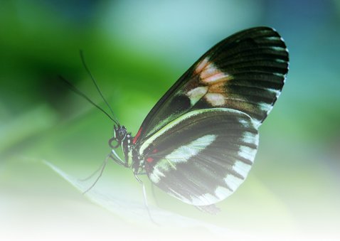 Dierenkaart Verjaardag Senior Vlinder 2