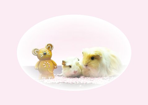 Felicitatie kaart moeder cavia met baby 2