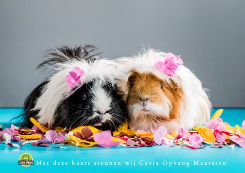 Felicitatiekaart trouwdag cavia's 2