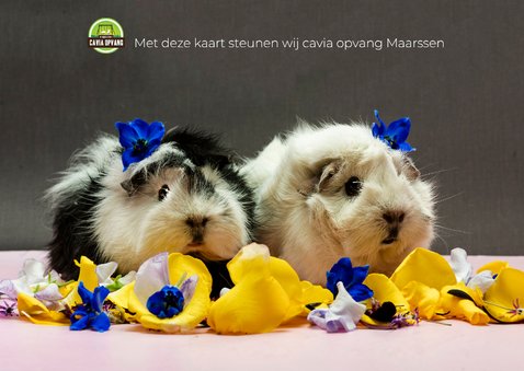 Felicitatiekaart verjaardag cavia's 2