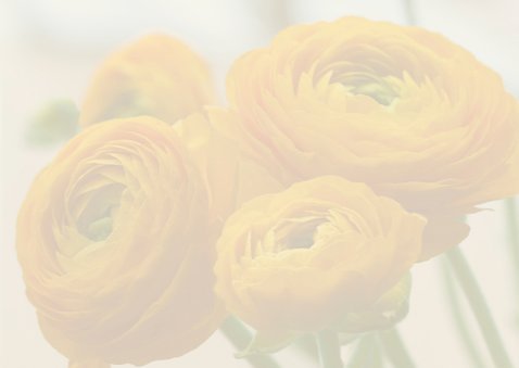 gele voorjaarsbloemen 3