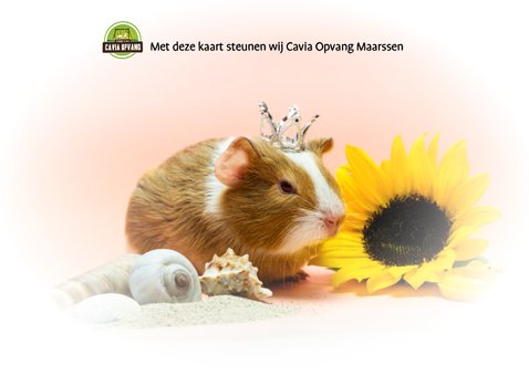 Geniet van je welverdiende vakantie! cavia kaart 2