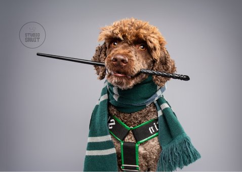 Grappige leuke, verjaardagskaart van hond in toverpakje 2