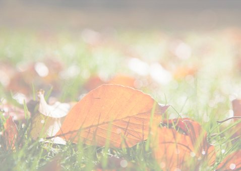 herfstblad in het gras 3