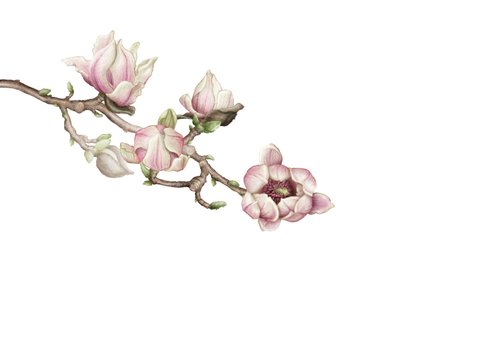 Jubileumkaart trouwen met magnolia bloementak 2