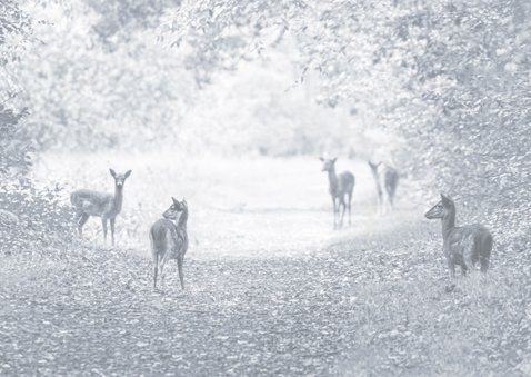 Kerstkaart damhertjes in het bos 2