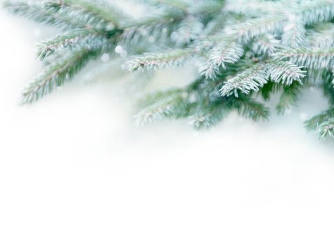 Kerstkaart foto en natuurlijke dennentakken Achterkant