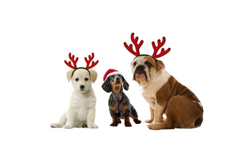Kerstkaart - Konijn met kerstmuts en kerstboom tekst 2