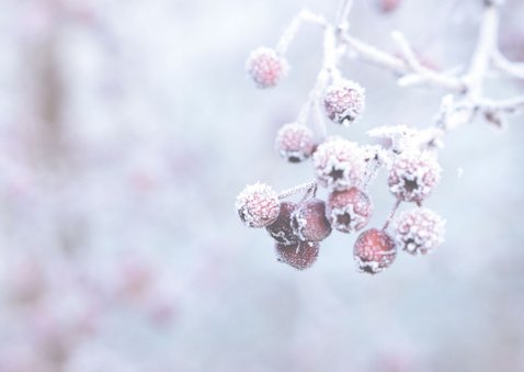 Kerstkaart natuurfoto Fijne feestdagen 2