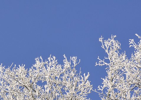 Kerstkaart Prachtig Nieuwjaar rijp op takken 2