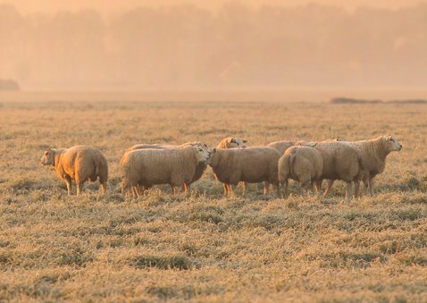 Kerstkaart schapen in de winter 3