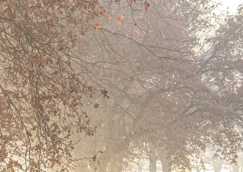 Kerstkaart winters landschap met bomen 2
