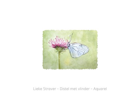 Kunstkaart witte vlinder op distel in aquarel 2