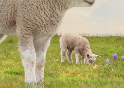 Lentefeest met lammetjes 3