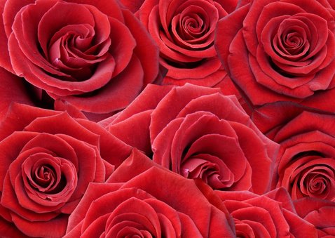 Mooie bloemenkaart met rode rozen om iemand te feliciteren 2