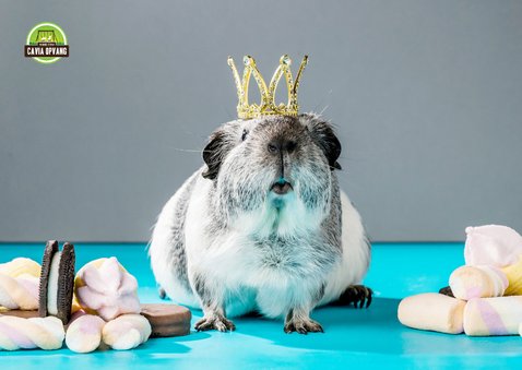 Originele verjaardagskaart met cavia kroon 2