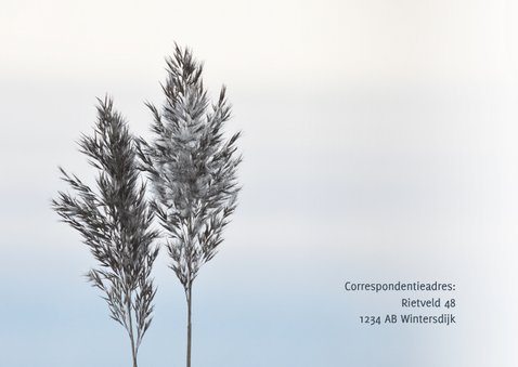 Rouwkaart foto riethalmen en neutrale achtergrond 2