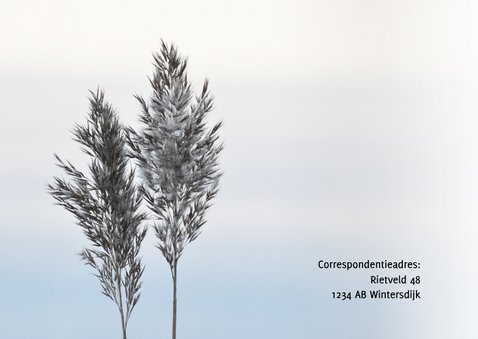 Rouwkaart foto riethalmen en neutrale achtergrond 2
