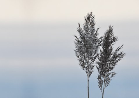 Rouwkaart foto riethalmen en neutrale achtergrond Achterkant