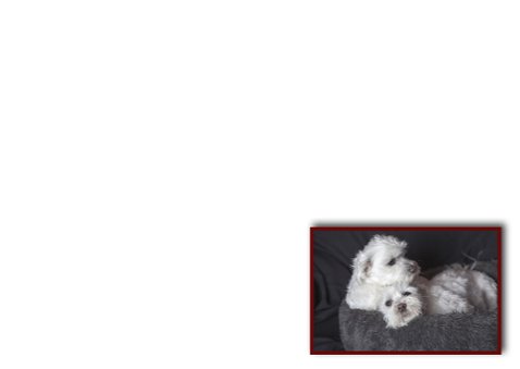 schattige hondjes 3