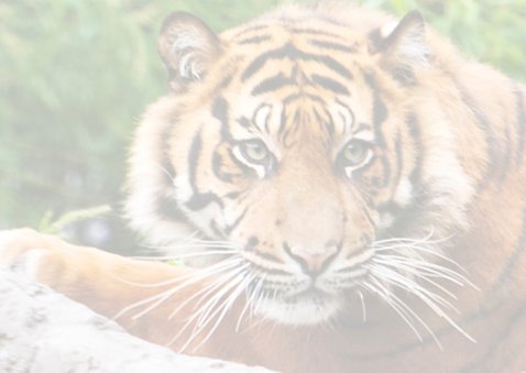 siberische tijger 2