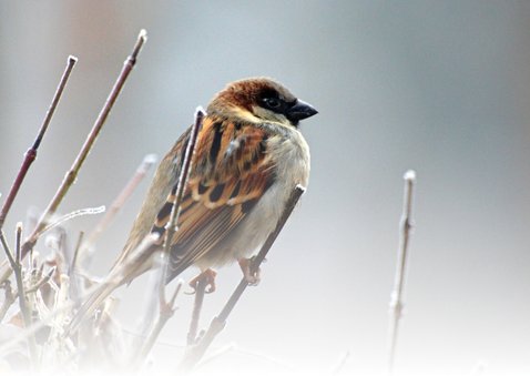 Sterkte kaart foto vogel 2