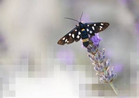 Sterkte kaart vlinder op lavendel mozaïek thinking of you 2