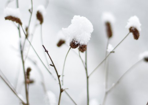 Sterkte kaart winterse natuur foto van planten in sneeuw 2