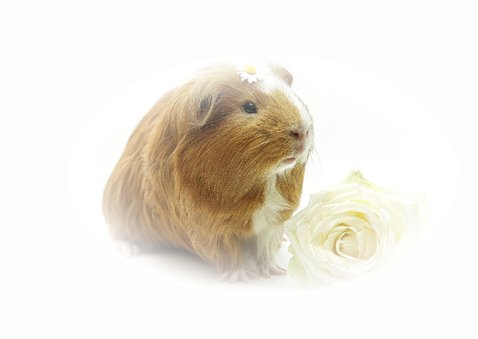 Sterkte kaartje met lieve cavia  2