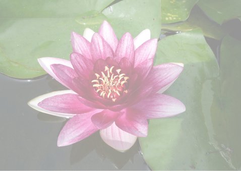Sterkte roze waterlelie - lotus 2
