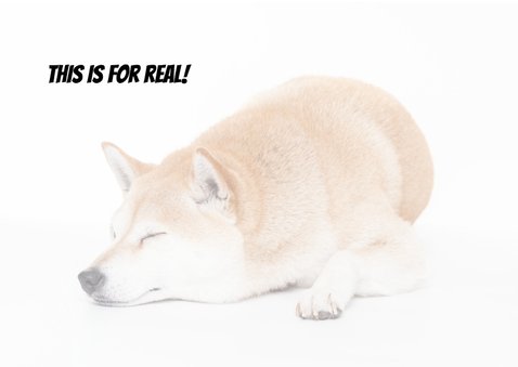 This is no puppy love 3