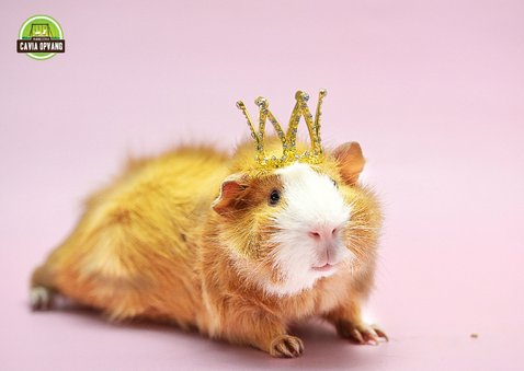 Verjaardagskaart cavia als 'Birthday Queen' 2