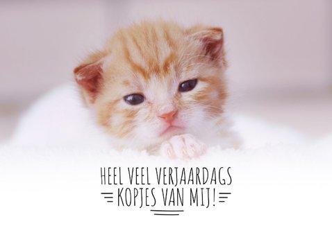 Verjaardagskaart kitten 2