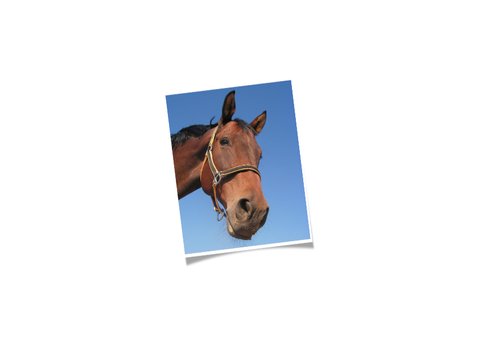 Verjaardagskaart met prachtig paard 2