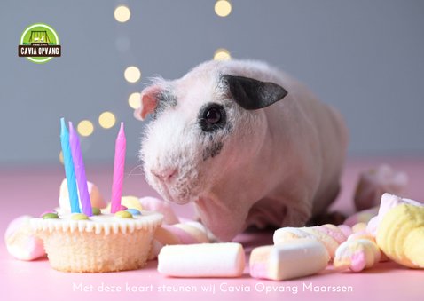 Verjaardagskaartje cavia Spekkie is jarig 2