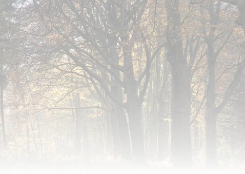 Verstild herfstbos in vriendelijk licht 2