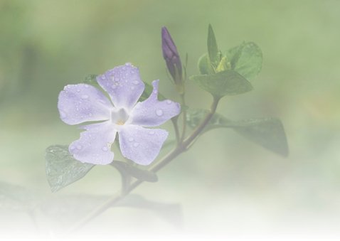 Vinca Major 2