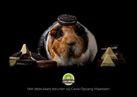 Wenskaart chocolade cavia 2