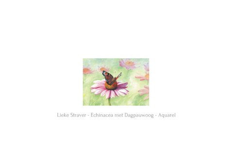 Wenskaart Echinacea met Dagpauwoog 2