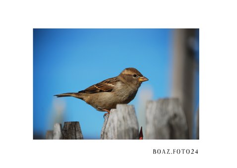 Wenskaart foto mus(cle) 2