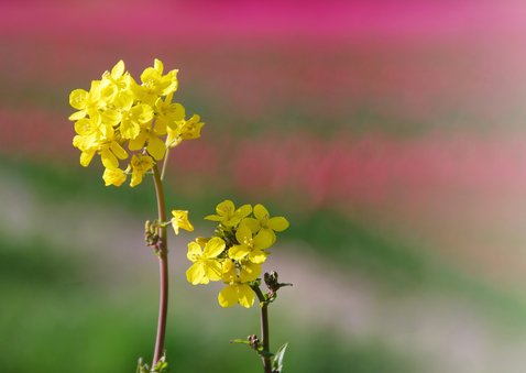 Wenskaart koolzaad in roze tulpenveld veel liefs 2