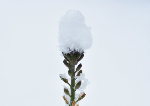 Wenskaart winter met foto van plantje uit de sneeuw 2