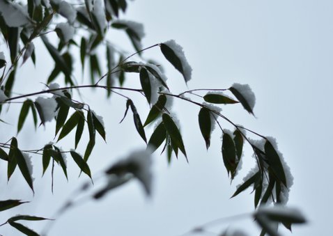 Winter condoleance kaart met foto van plant in de sneeuw 2