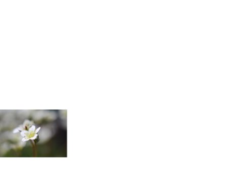 Witte bloem rouwkaart 2